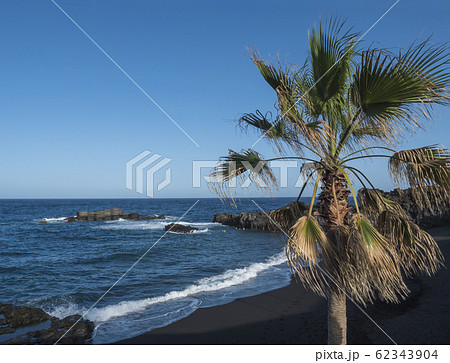 Palm tree on black sand beach of the village of Los Cancajos at sunny, windy day. La Palma, Canary Islands. Lava rocks and Blue sky background. 62343904