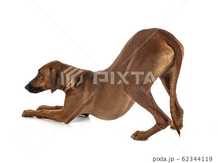Rhodesian Ridgeback in studio 62344119