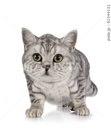 British Shorthair in studio 62344131