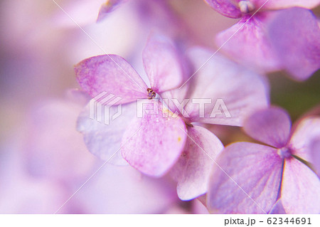 淡いピンク色の紫陽花の花クロースアップ写真の写真素材