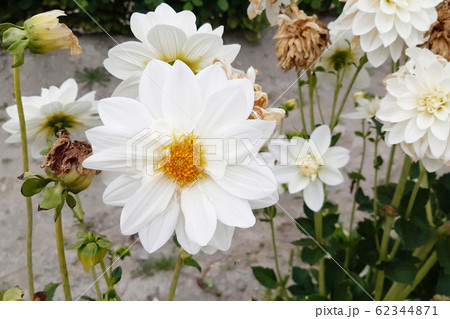 White dahlia on a background of green grass 62344871