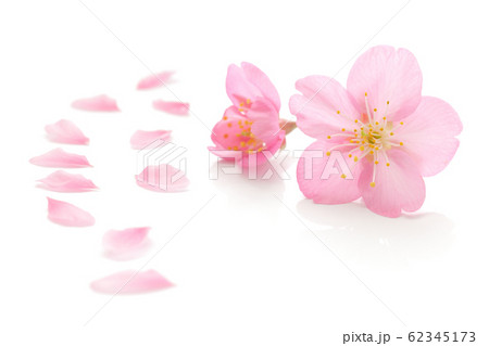 桜 花 春 白 背景 桜 花 春 白 背景 62345173