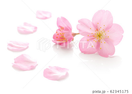 桜 花 春 白 背景 桜 花 春 白 背景 62345175