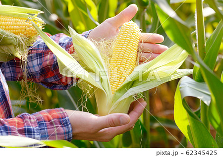 Harvest ready unwrapped corn cobs in farmer's Harvest ready unwrapped corn cobs in farmer's 62345425