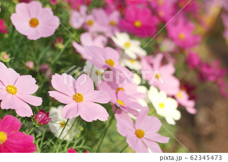 Beautiful cosmos flower blooming in the garden with blurred background. 62345473