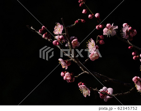 梅の花 黒背景 日本 ２月の写真素材 [62345752] - PIXTA