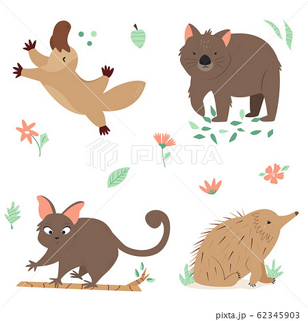 Set of Australian animals platypus, wombat echidna Set of Australian animals platypus, wombat echidna 62345903