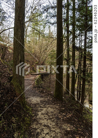 中山道／杉の間の山道にベンチがある風景 62346203