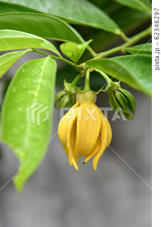 Ylang Ylang flower blossom on tree Ylang Ylang flower blossom on tree 62346297