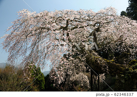 瀧蔵神社の権現桜 瀧蔵神社の権現桜 62346337
