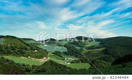 白菜畑 写真 野菜 62346494