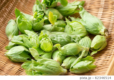 蕗の薹 蕗の薹 62346514