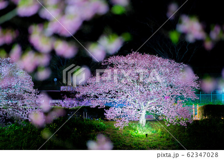 みなみの桜のライトアップ 62347028