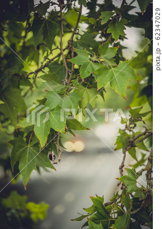 Green tree leaves with defocused car lights Green tree leaves with defocused car lights 62347029