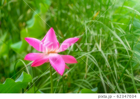 Blooming pink lotus flower in summer Blooming pink lotus flower in summer 62347034