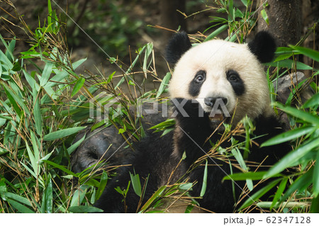 Giant panda eating bamboo leaves Giant panda eating bamboo leaves 62347128