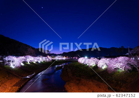 みなみの桜のライトアップ みなみの桜のライトアップ 62347152