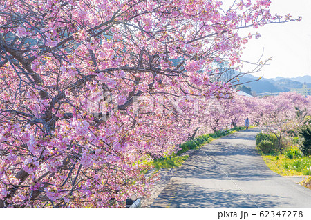 みなみの桜と菜の花まつり 62347278