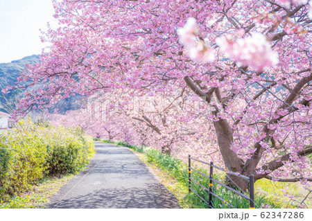 みなみの桜と菜の花まつり 62347286