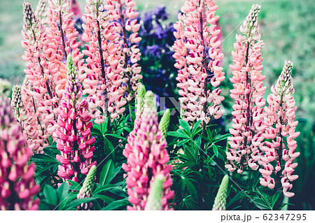 Blooming lupine flowers. Moody bold colors. 62347295