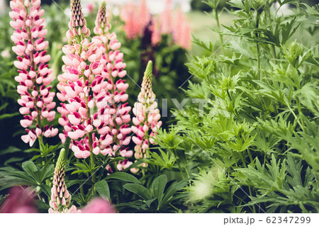 Blooming lupine flowers. Moody bold colors. 62347299