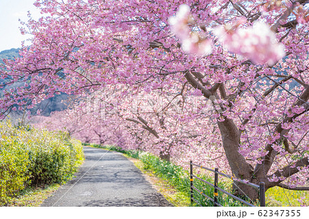 みなみの桜と菜の花まつり 62347355