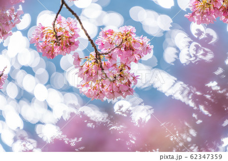みなみの桜と菜の花まつり 62347359