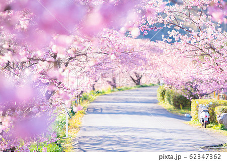 みなみの桜と菜の花まつり 62347362