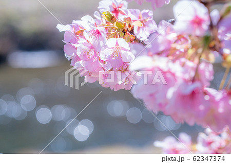 みなみの桜と菜の花まつり みなみの桜と菜の花まつり 62347374