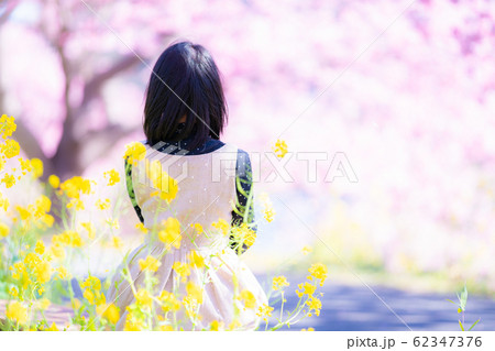 みなみの桜と菜の花まつり みなみの桜と菜の花まつり 62347376