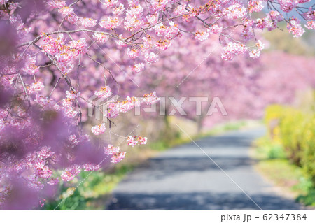 みなみの桜と菜の花まつり 62347384