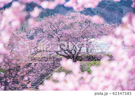 みなみの桜と菜の花まつり 62347385
