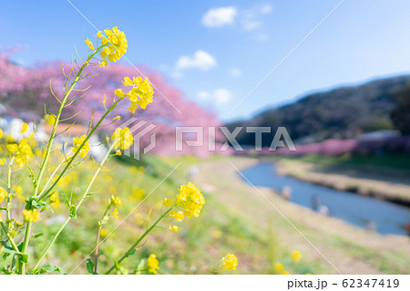 みなみの桜と菜の花まつり 62347419