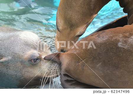 これはセクハラなのか？オスのアシカに匂いを嗅がれて涙を流すメスのアシカ 62347496