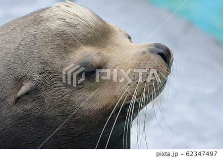 小さなお耳が可愛い、イケメン顔のアシカの男の子の顔アップ右向き 62347497