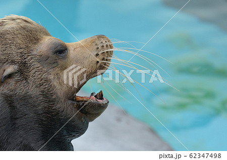 仲間に声かけをしているようなカリフォルニアアシカの男の子の顔のアップ右向き横顔 62347498