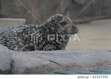 アザラシ科 ゴマフアザラシ属ゼニガタアザラシ右向きの横顔上半身 アザラシ科 ゴマフアザラシ属ゼニガタアザラシ右向きの横顔上半身 62347505