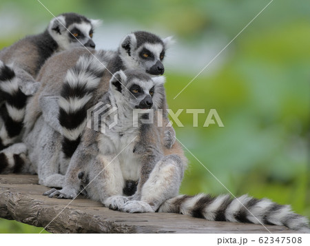 緑を背景に、縞しまシッポがゴージャスなワオキツネザル達 62347508