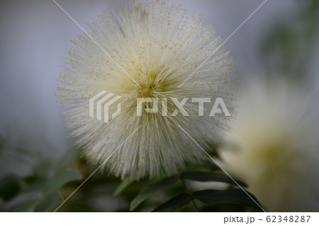 白い花 白い花 62348287