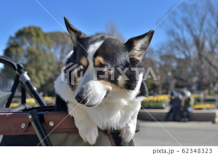 何か気になる物を発見してカートから飛び出す表情豊かな黒コーギー 62348323