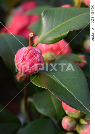 Camellia Doctor King 62348756