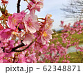 桜 62348871