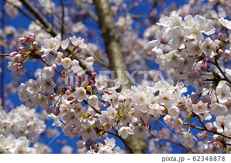 満開の桜 満開の桜 62348878