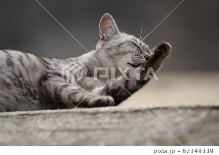 毛繕いする猫 62349339