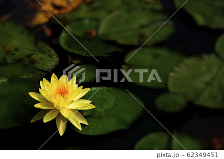 Yellow lotus flower in the corner of the pond with 62349451