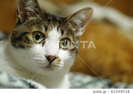 見つめる猫 62349538