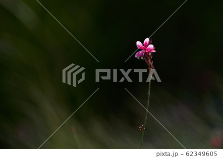 花 芽 春 62349605