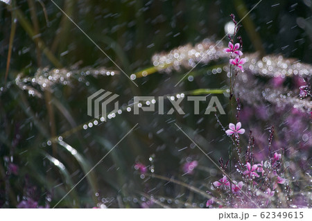 花びら 葉 ピンク 62349615