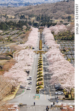冨士霊園の桜並木(縦構図)(静岡県駿東郡小山町) 冨士霊園の桜並木(縦構図)(静岡県駿東郡小山町) 62349997