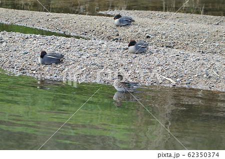 水辺の鳥：コガモ：天の川 62350374